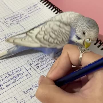 Jealous Parrot Won't Let Owner Do Homework