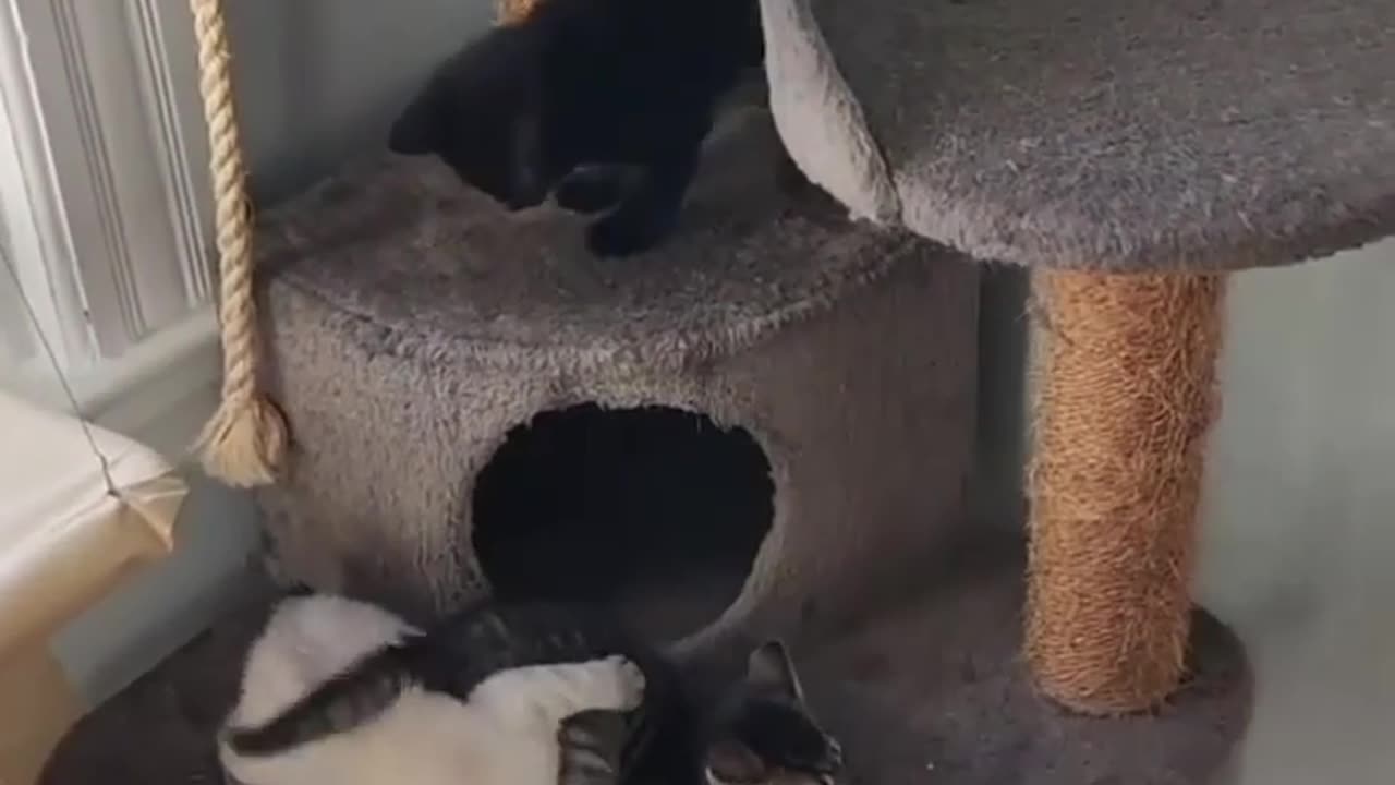 Baby cats funny home 🏠