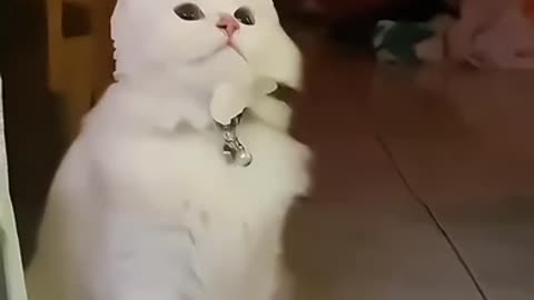 Cute kitten