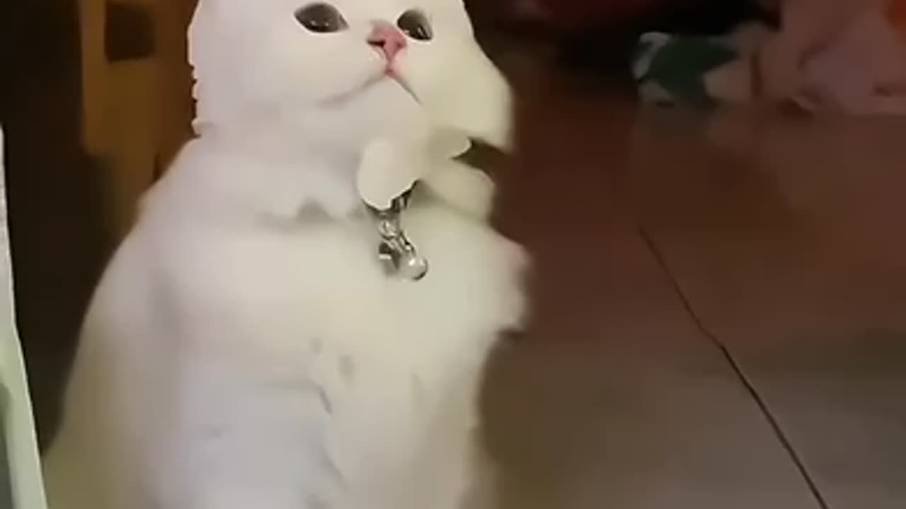 Cute kitten