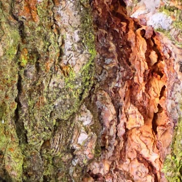 Ameisen, die einen Baum hinunterkrabbeln / schöne schwarze Ameisen.