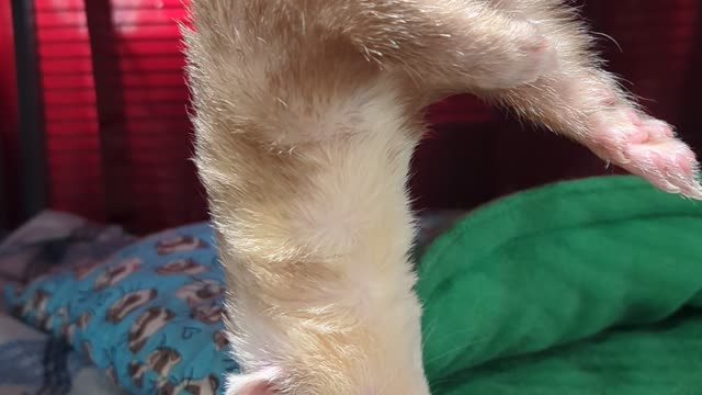 Ferret Hangs Out of Hammock in a Deep Sleep