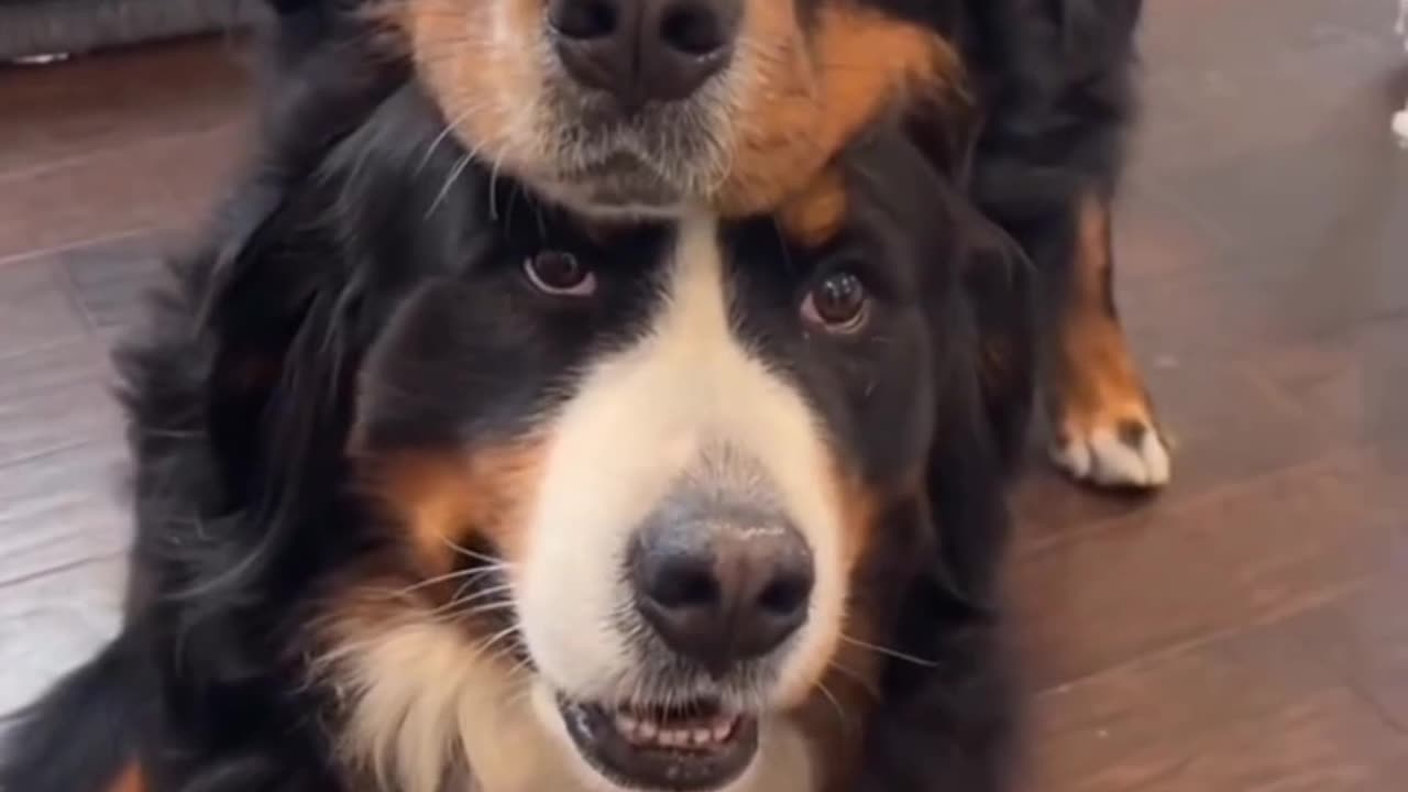 The Only Dog Video You Need to Watch