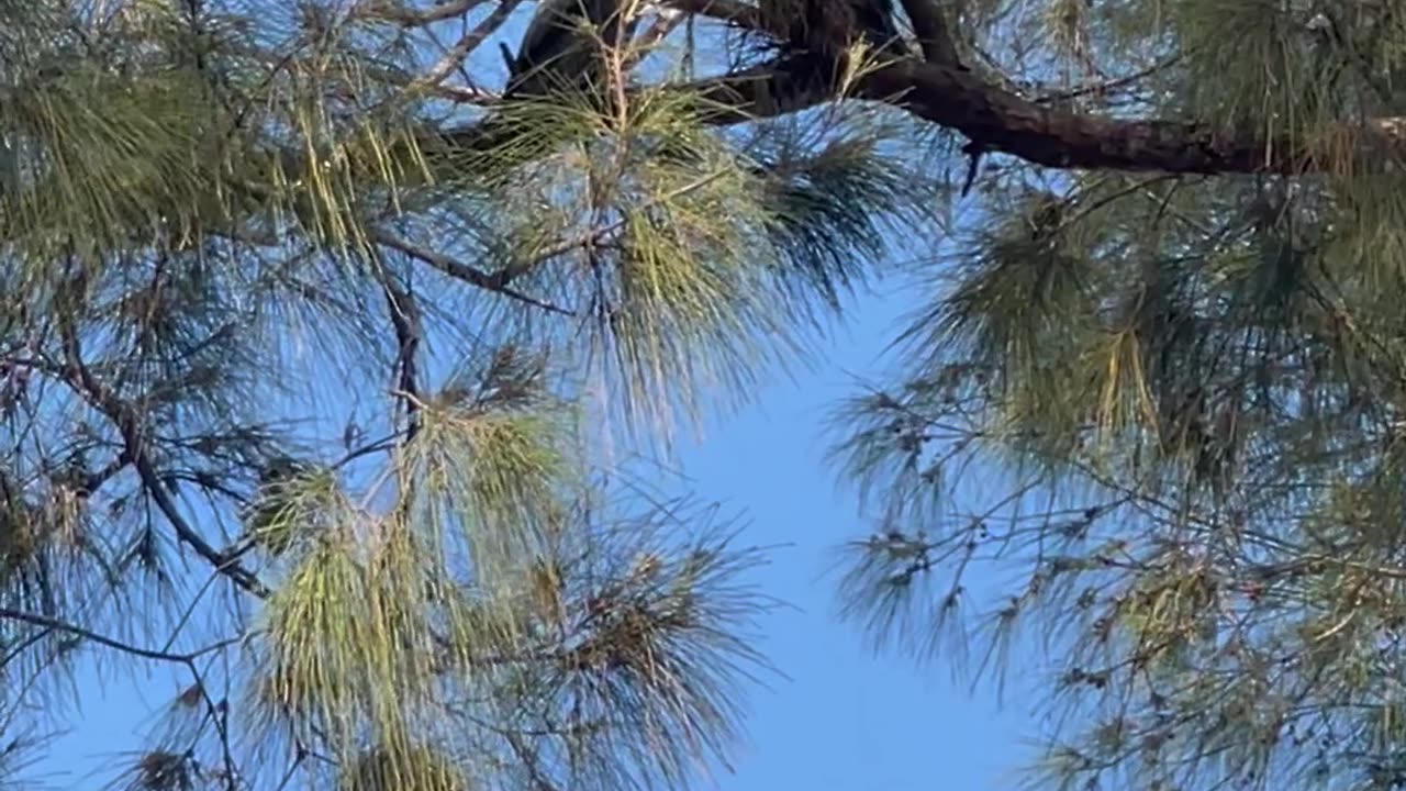 Lovebirds together building their nests ♥️🎶😍