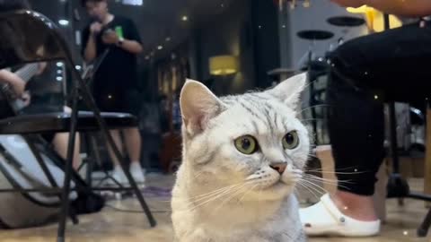 Twelve o 'clock, if you haven't sleep will song together with the cat to delimit records go #...