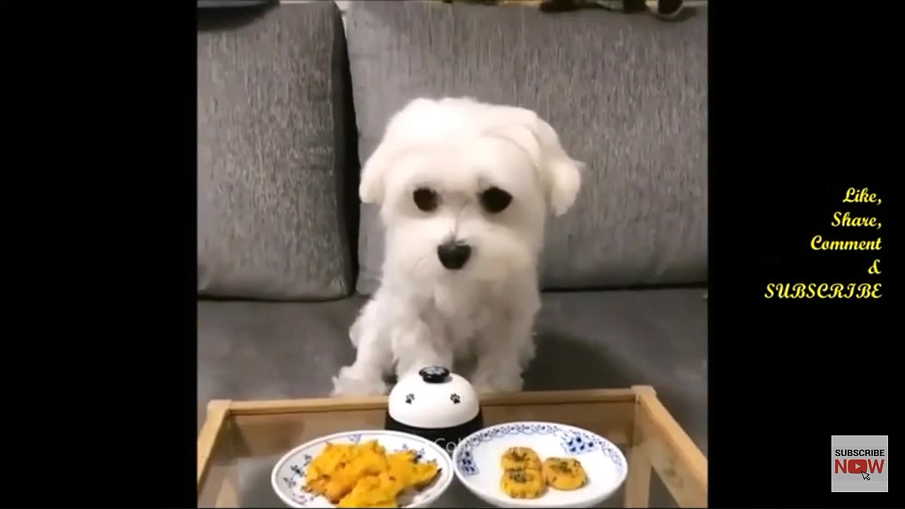 Cute dog eating