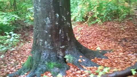 Pålsjö skog, Helsingborg 21 Okt. 2013