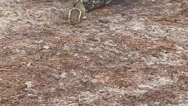 Breakfast for the squirrel