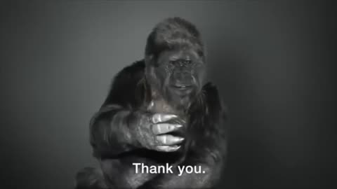 New Footage of KOKO found and SHOCKS World!!!!