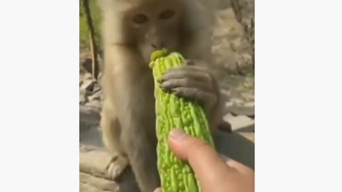 Is monkey like this vegetable funny animal