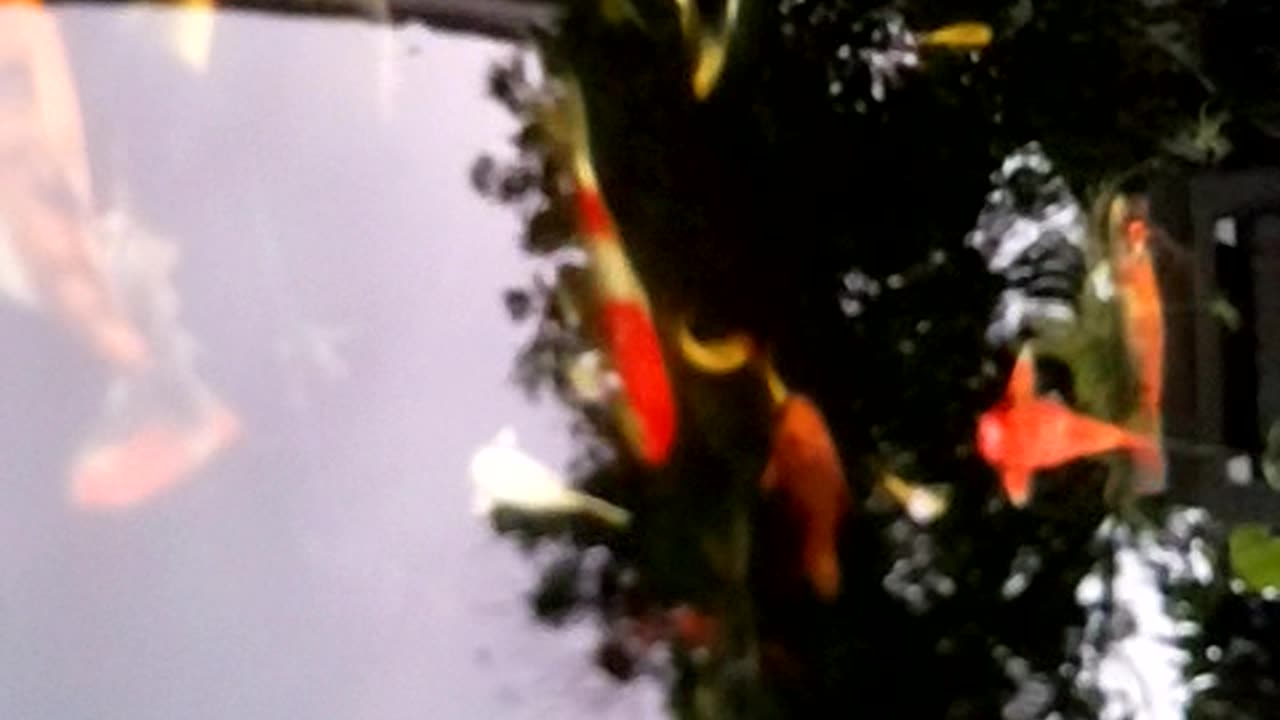 Feel calm when I see my koi fish collection in the pond Part 02