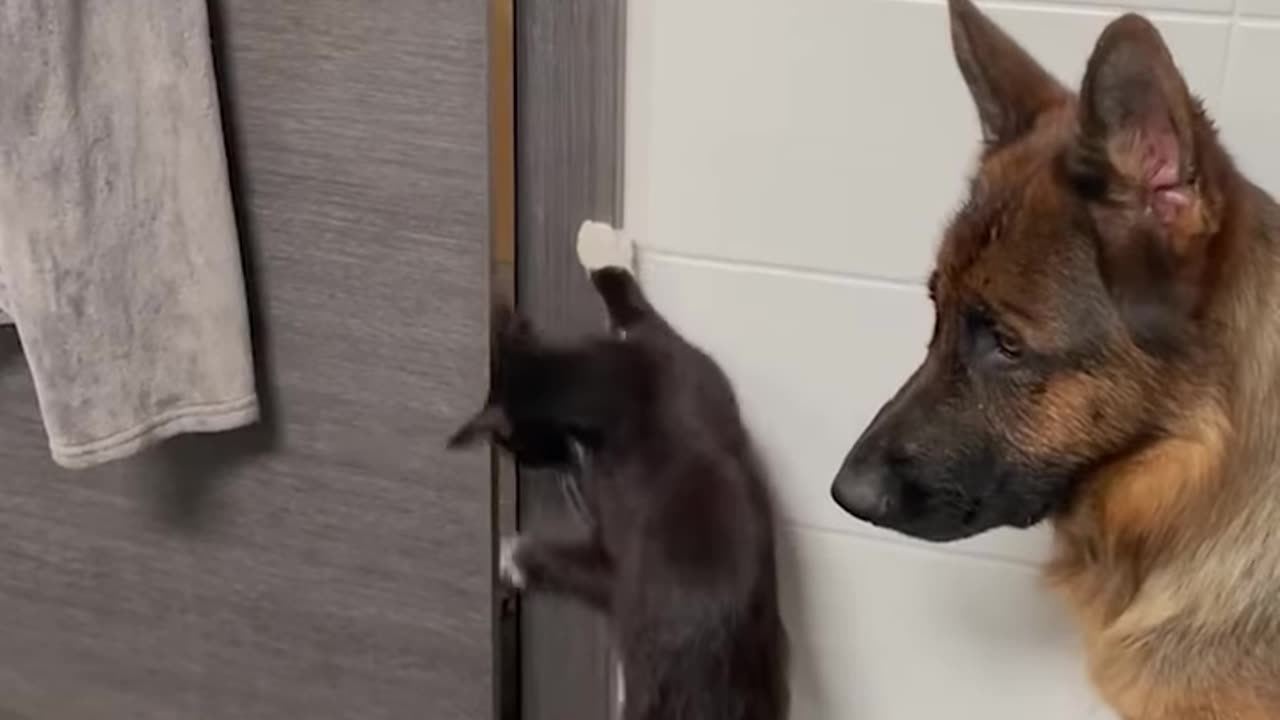 Dog and cat putting heads together to escape