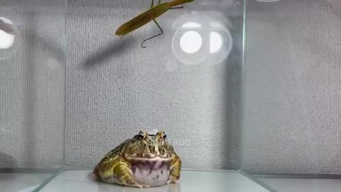 A frog that is about to be eaten by a praying mantis/ Pacman frog , African bullfrog【LIVE FEEDING】