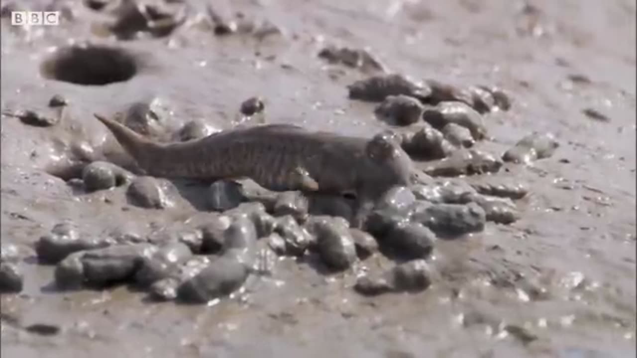 Mudskippers: The Fish That Walk on Land | Life | BBC Earth