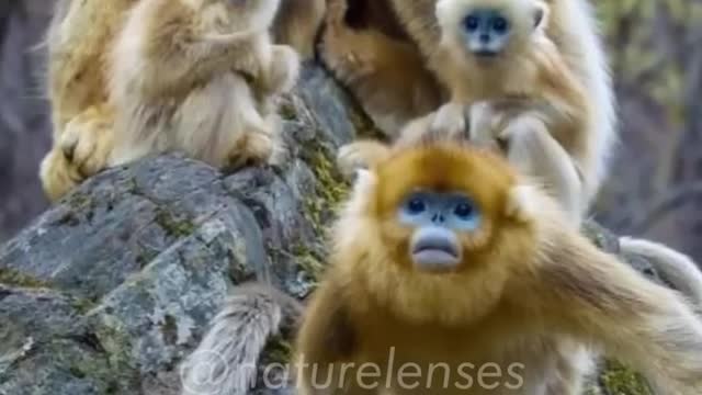 Golden Snub-Nosed Monkey _ The Unique Monkey