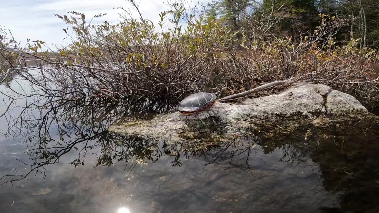 Painted Turtle