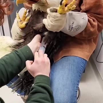 Injured Eagle SAVED!!!