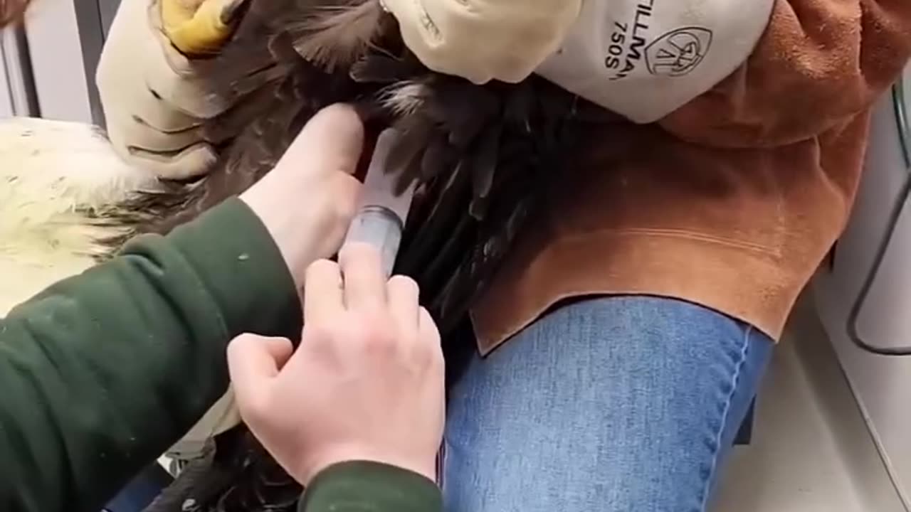 Injured Eagle SAVED!!!