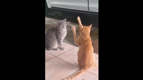 Cat magic