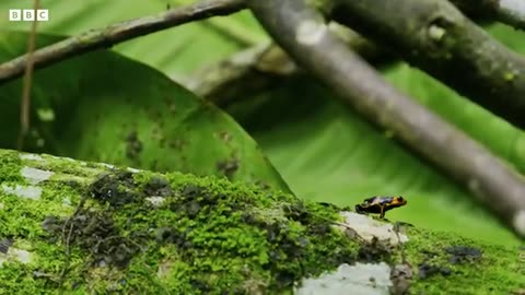 Being a Poison Dart Frog Parent is HARD | 4K UHD | Seven Worlds One Planet | BBC Earth