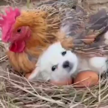 HOW IS THE FEELING , IS THERE HUMINITY THAN HUMAN