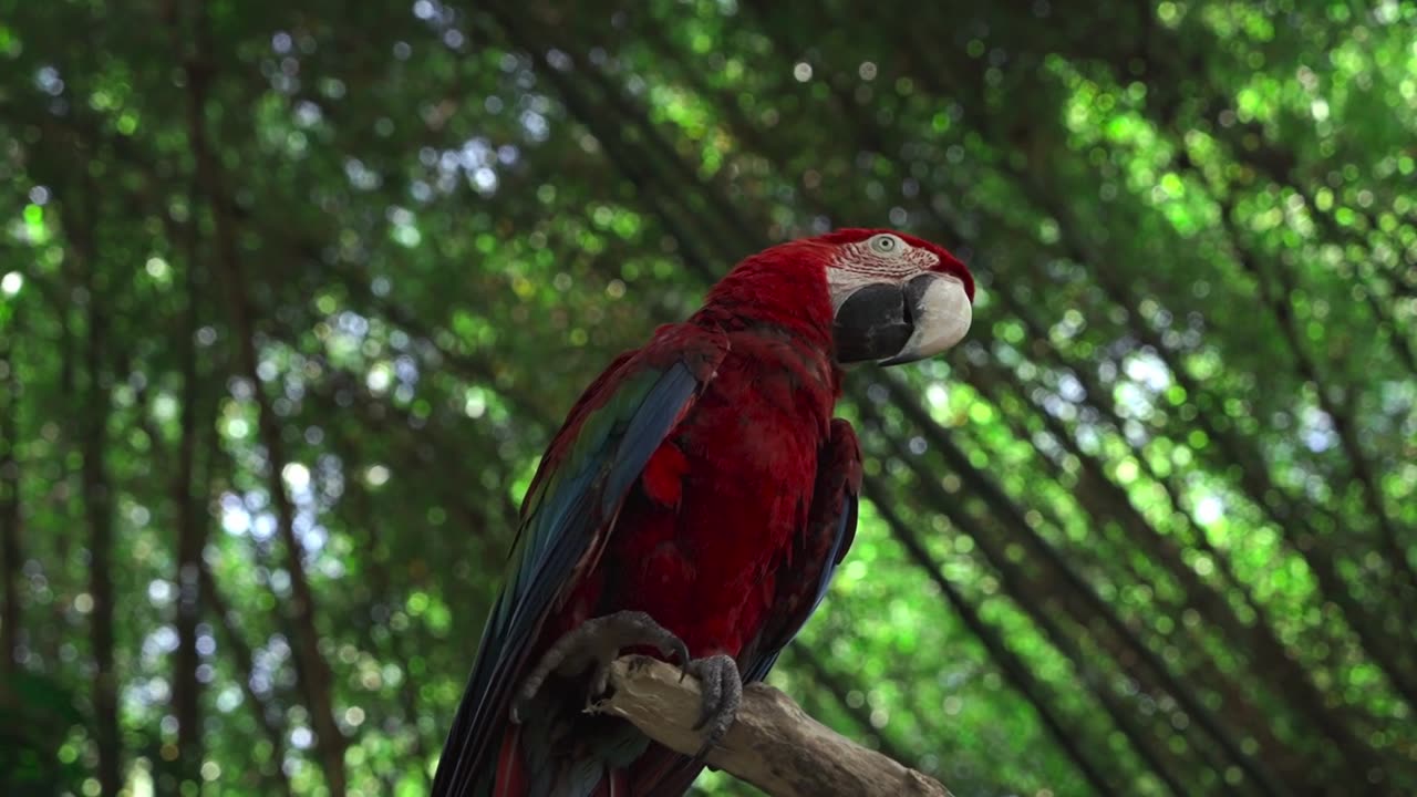 Free parrot in nature