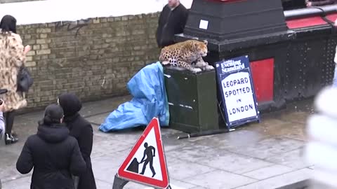 LEOPARD PRANK! - In Camden Town!