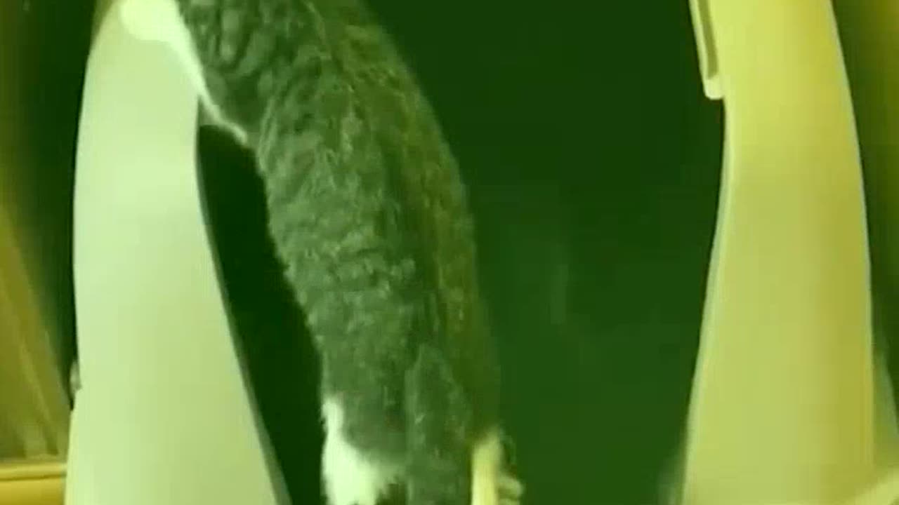 Funniest Animals Super Dog Video