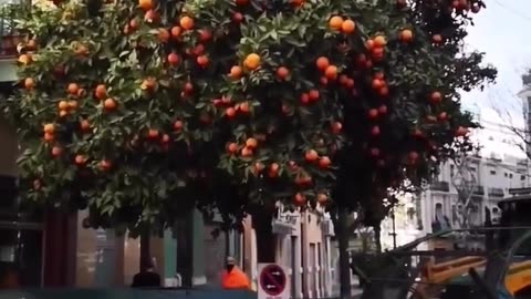 Fastest way to pick orange