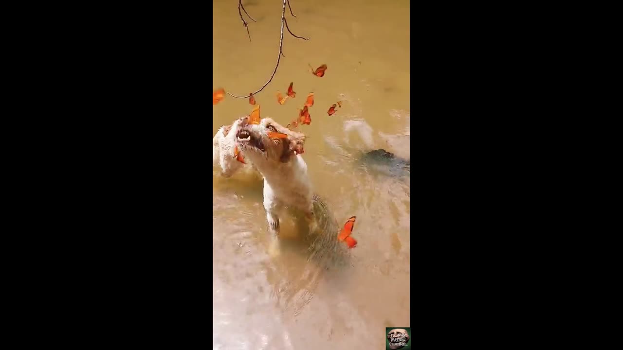 Butterfly Dog