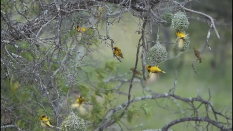 Birds nest and chirping sounds