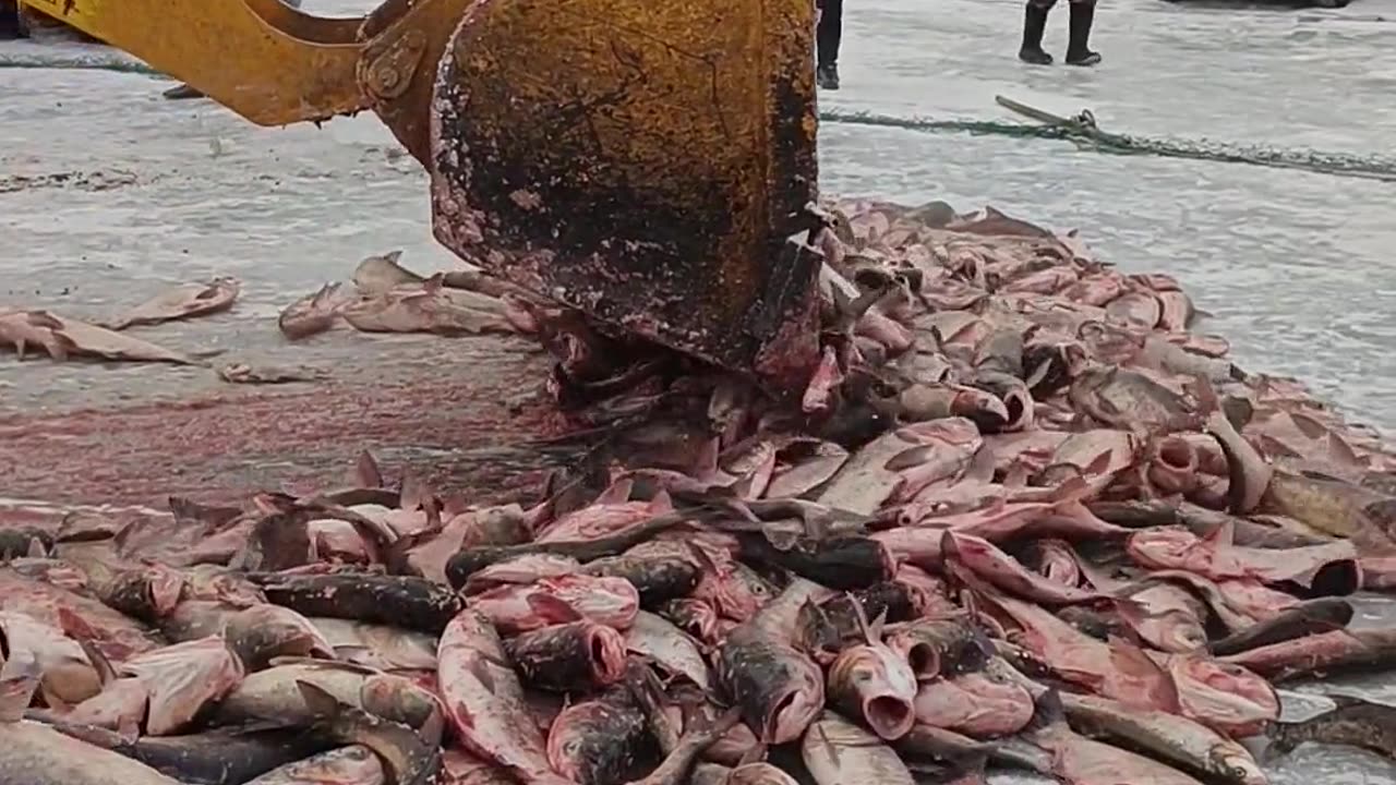 Fish video