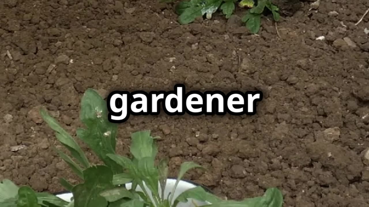 🌱 Unlock the Power of Vertical Gardening Tomatoes! 🍅