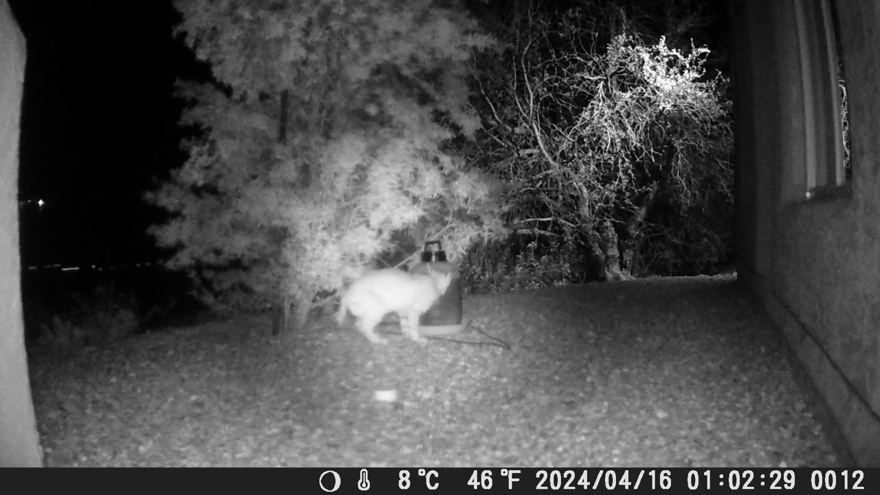 Small Bobcat at night at the water dispenser