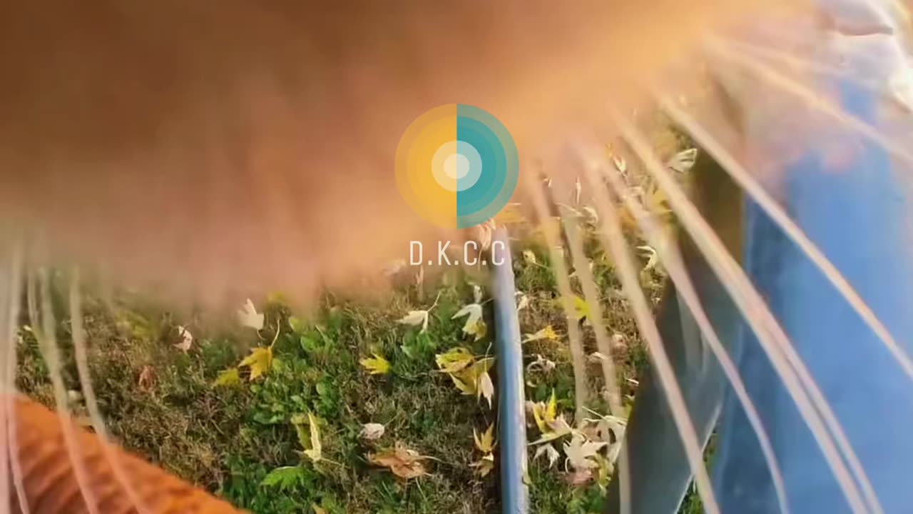Funny Cat Video