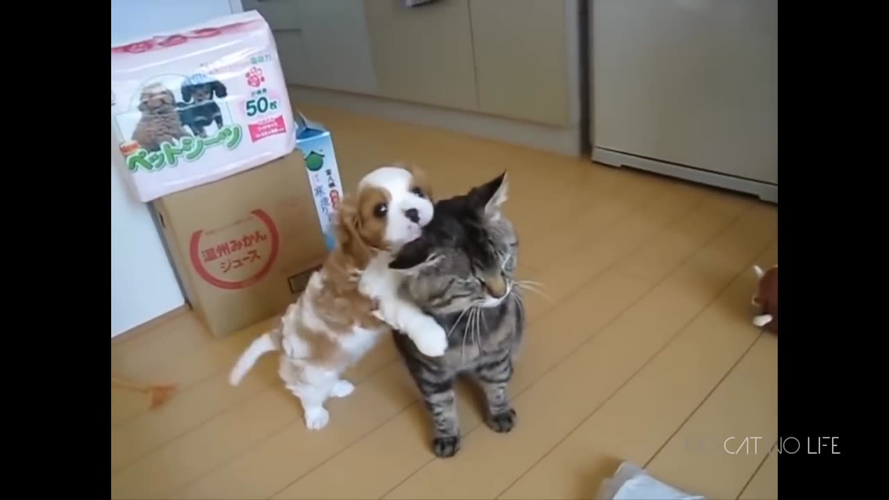 Funny Cats and Dogs