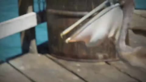 best pelican attacks
