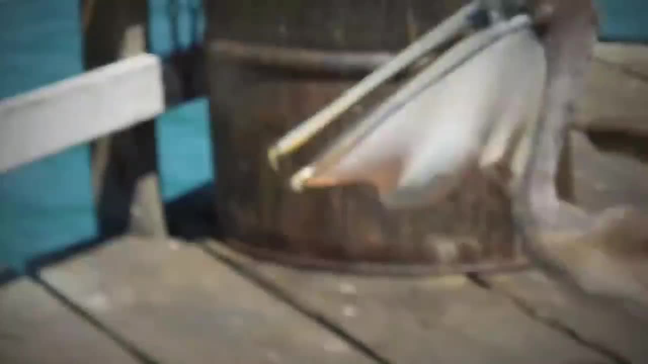 best pelican attacks