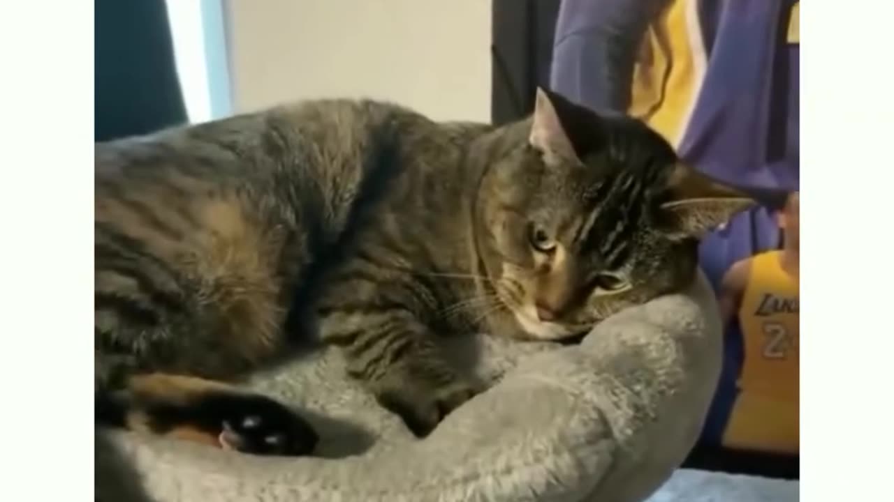 Funny cat moment