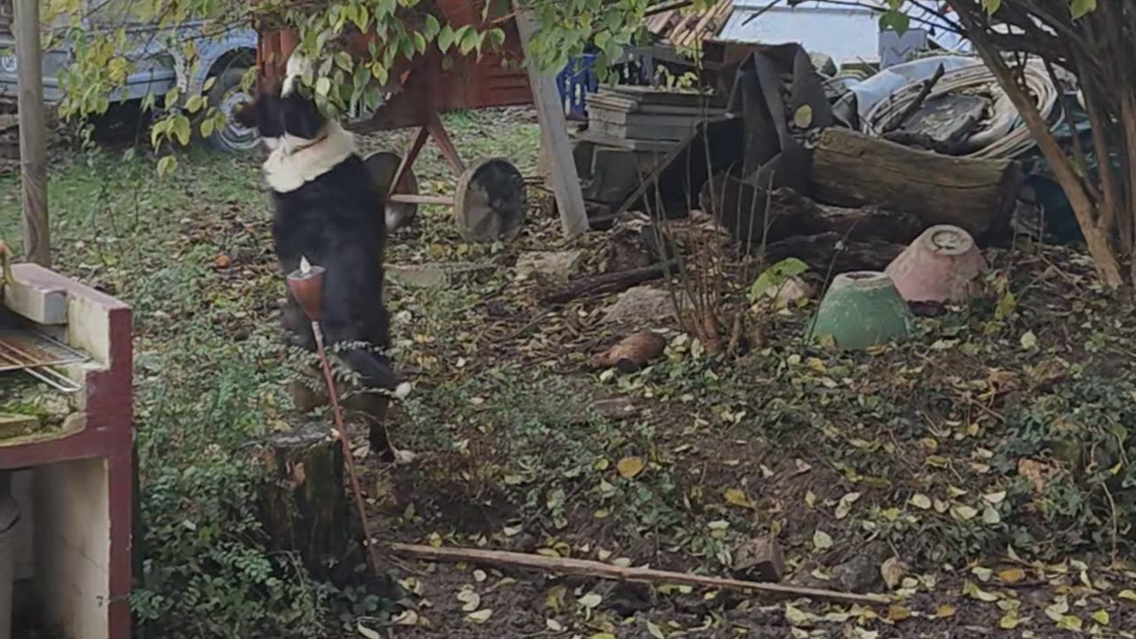 Spielzeug hängt im Baum fest
