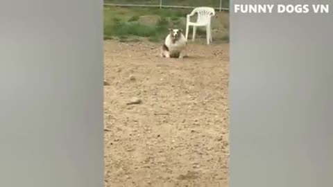 Funniest Animals