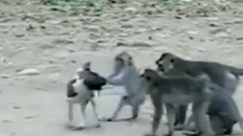 Dog monkey funny video