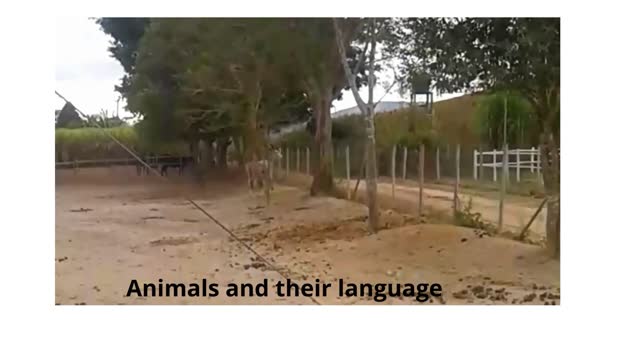 Animals and their language