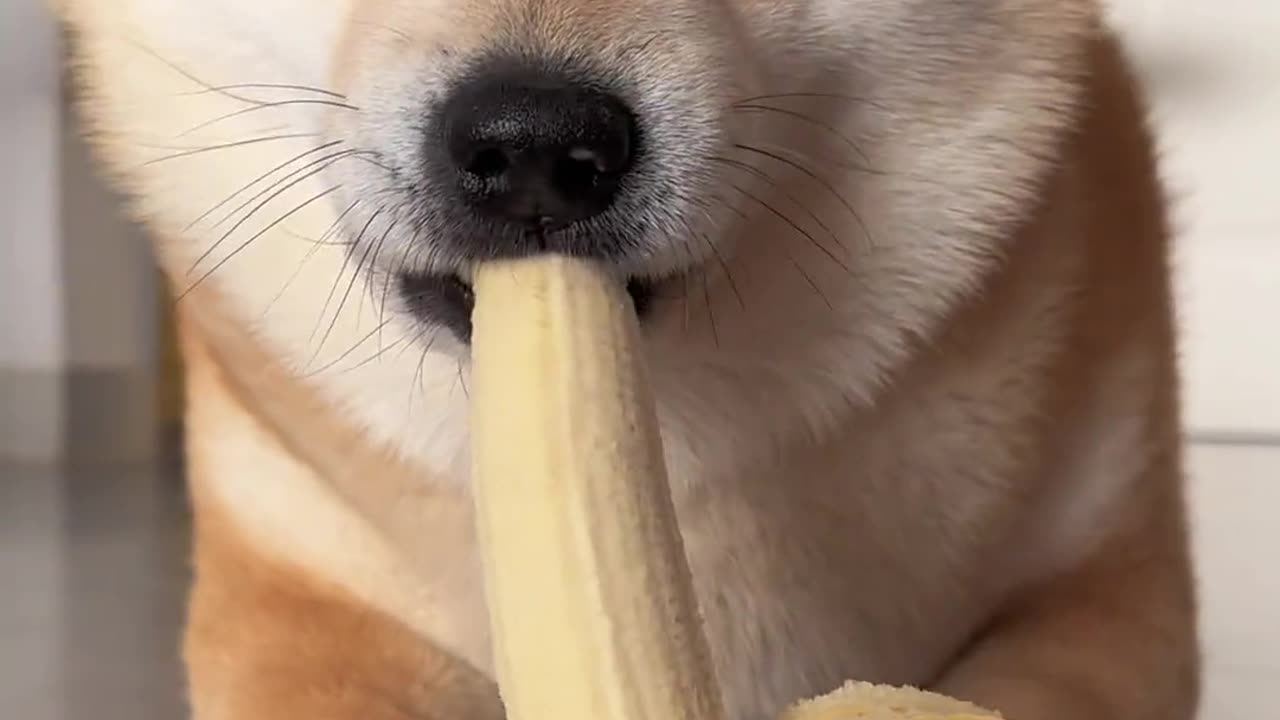 The puppy eats bananas