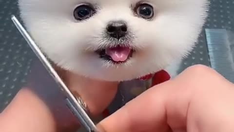 Cute and Funny Dog