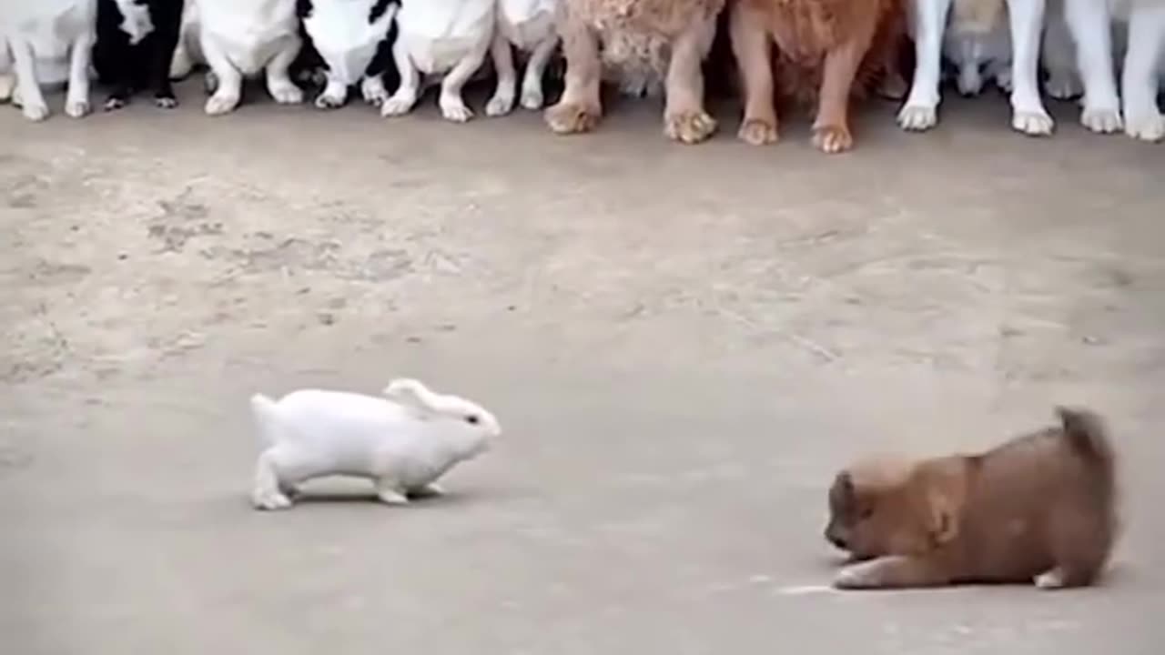 Dog 🐶 vs rabbit 🐰