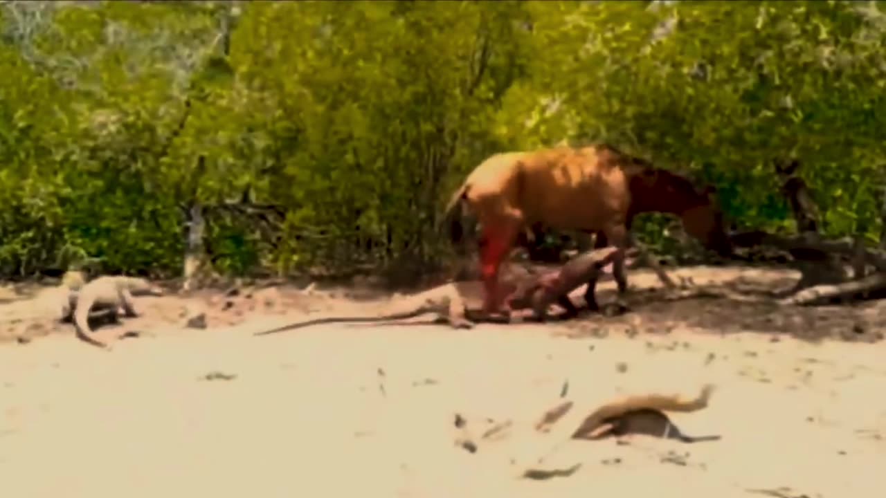 when the komodo dragon attacks a horse