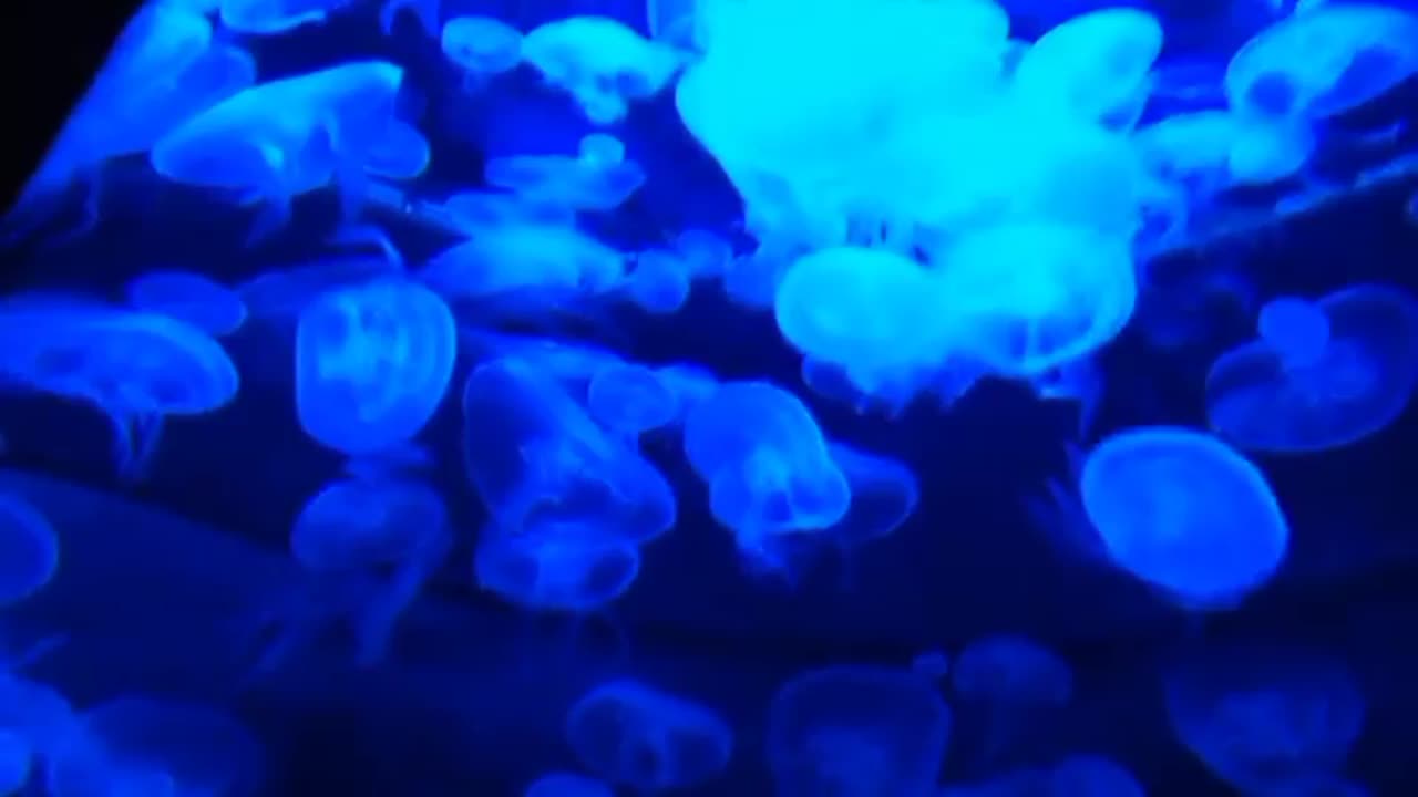 The Ocean Wildlife Film With Beautiful Music