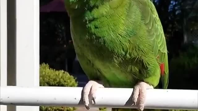 Parrot Love ** 1min.**