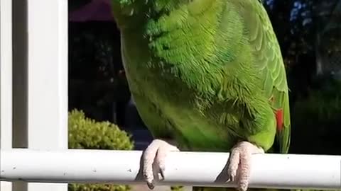 Parrot Love ** 1min.**